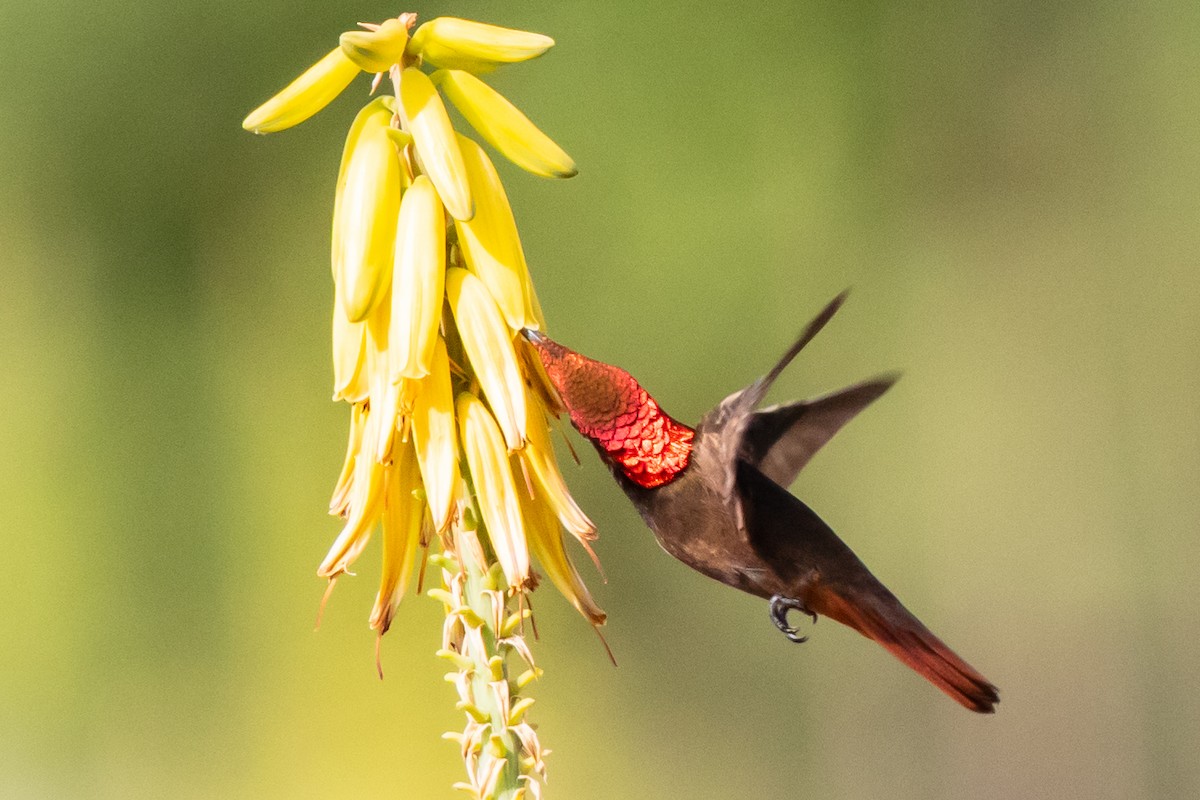 Ruby-topaz Hummingbird - Bob Friedrichs