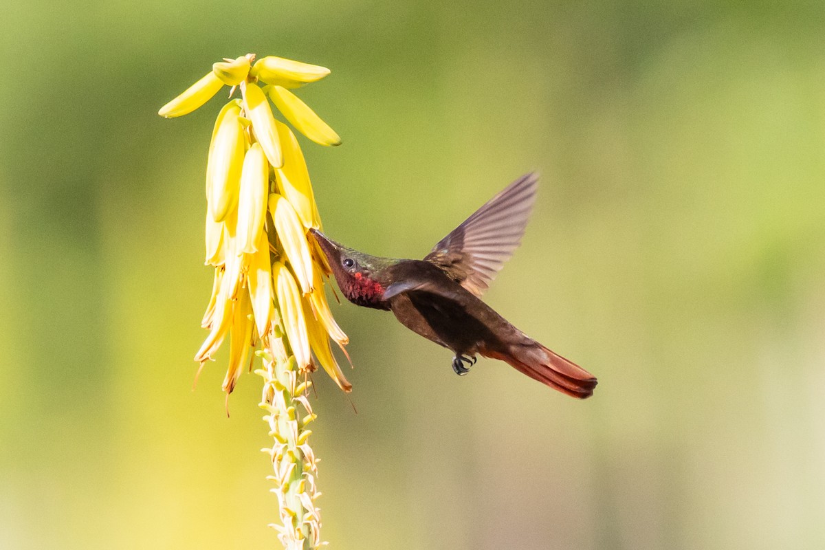 kolibřík červenohlavý - ML611875916