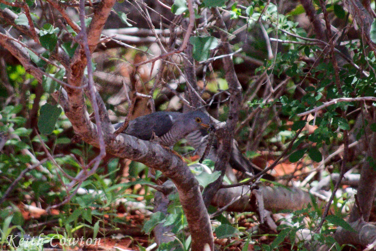 African Cuckoo - ML611875967