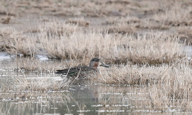 Green-winged Teal - ML611876027