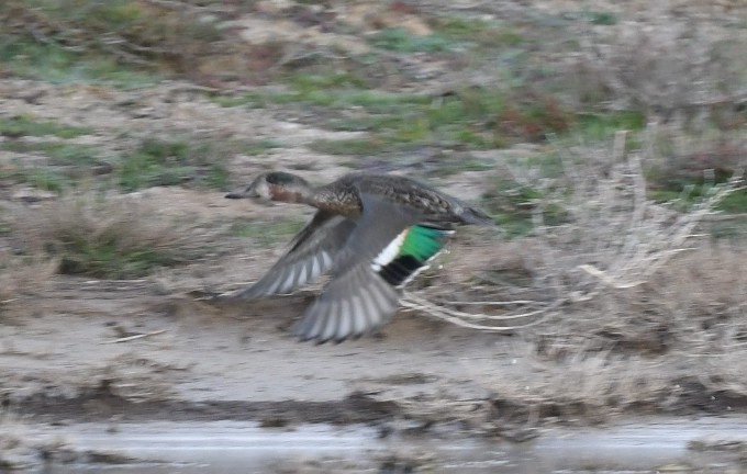 Green-winged Teal - ML611876029