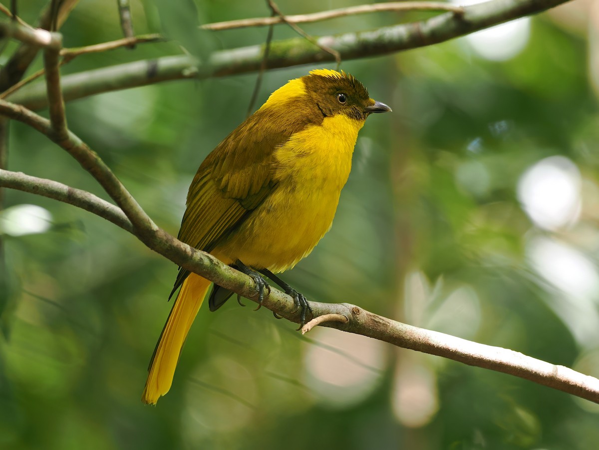 Golden Bowerbird - Sam Woods