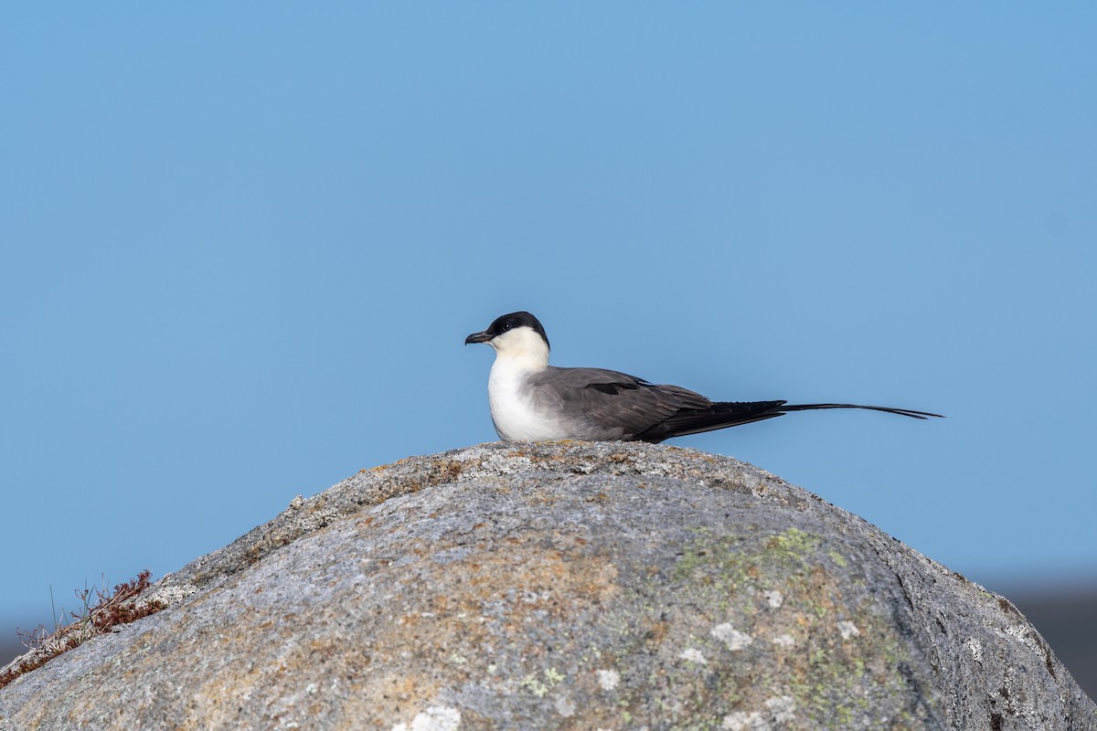 Long-tailed Jaeger - Hans Norelius