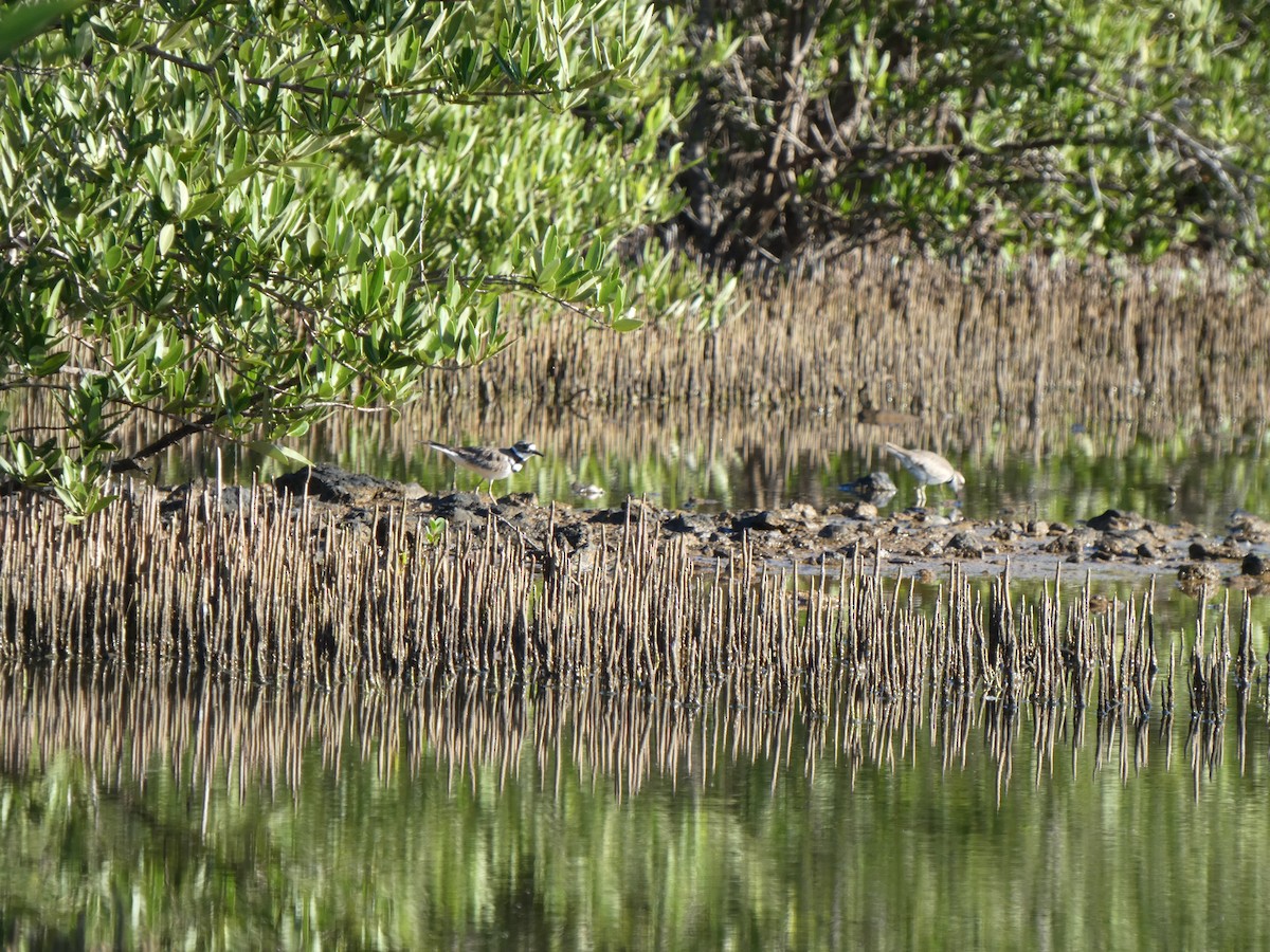 EBird Caribbean Checklist 30 Nov 2023 Compass Point Salt Pond 15