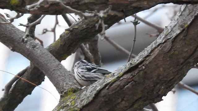 Black-and-white Warbler - ML611876697