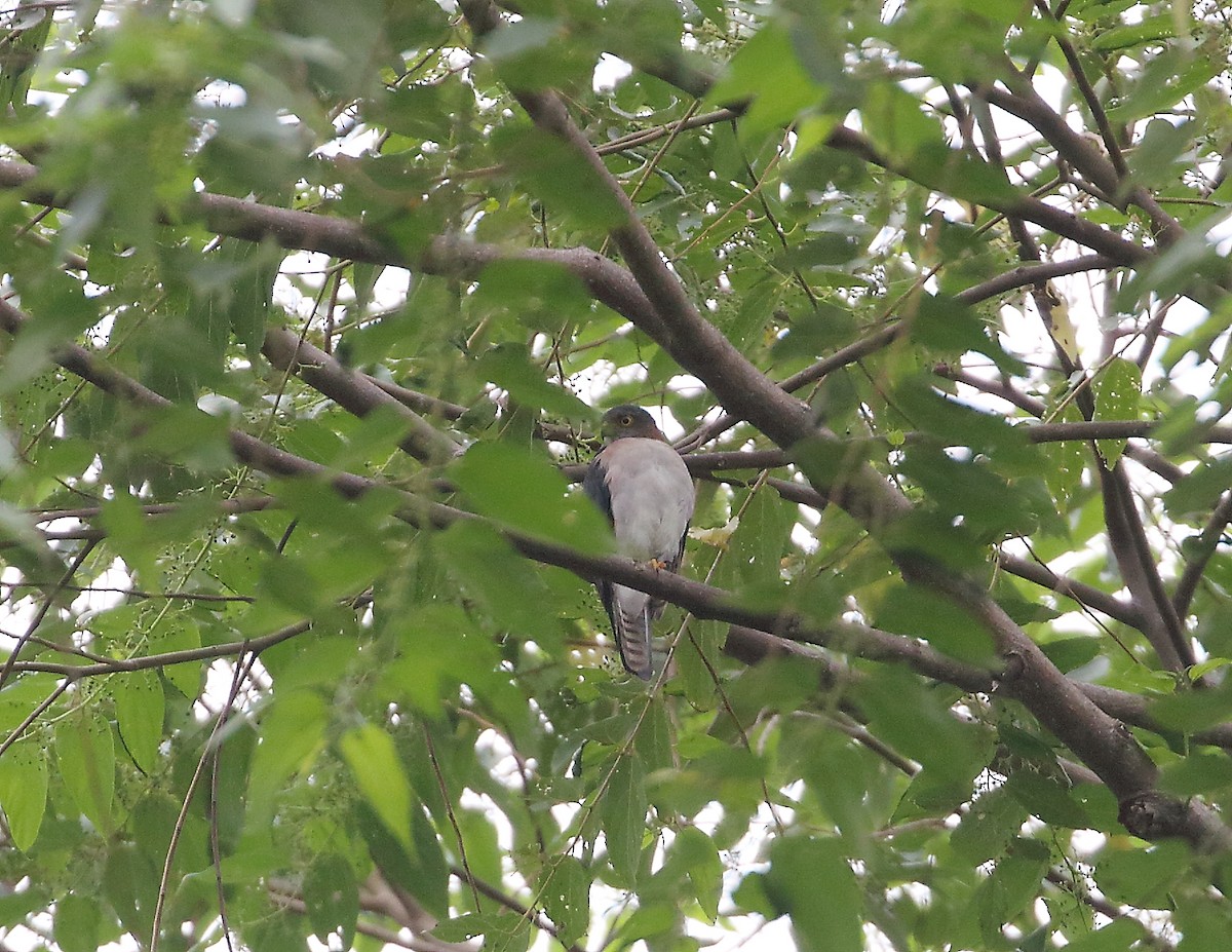 Rufous-necked Sparrowhawk - ML611876749