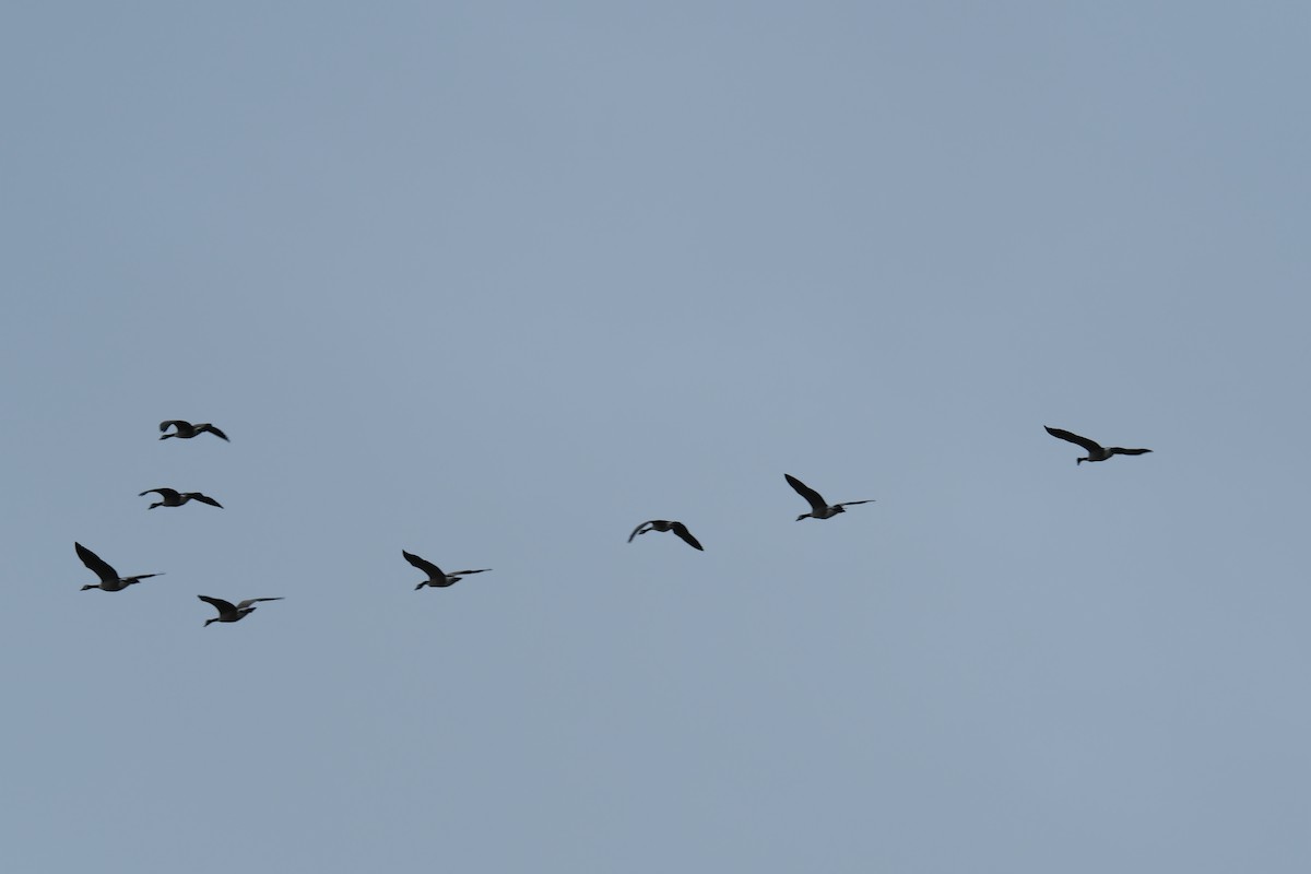 eBird Checklist 4 Dec 2023 Jordan River ParkwayFife Wetlands