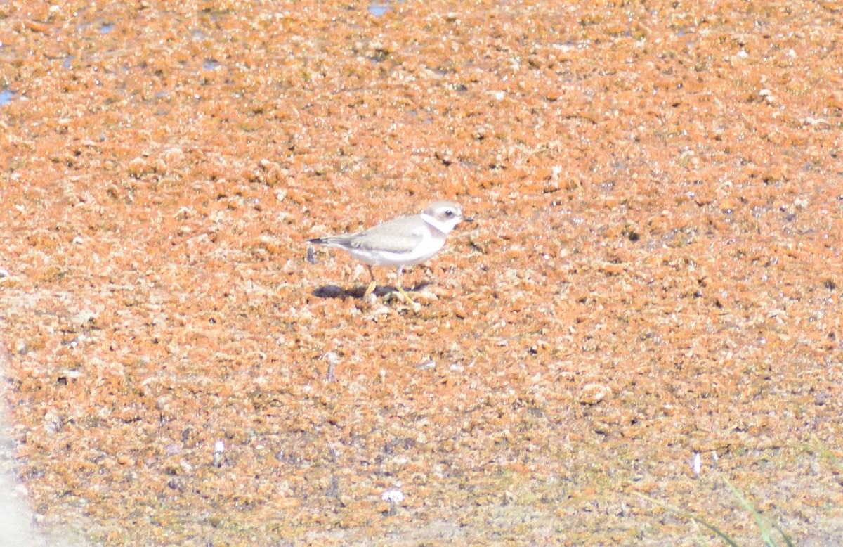 Semipalmated Plover - ML611877260