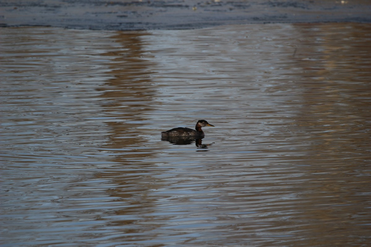 Red-necked Grebe - ML611877874