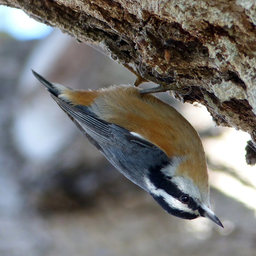Red-breasted Nuthatch - ML611877935