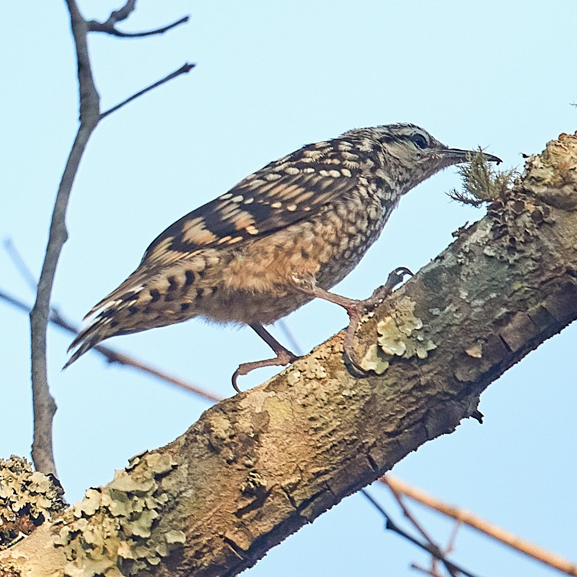 African Spotted Creeper - ML611878126