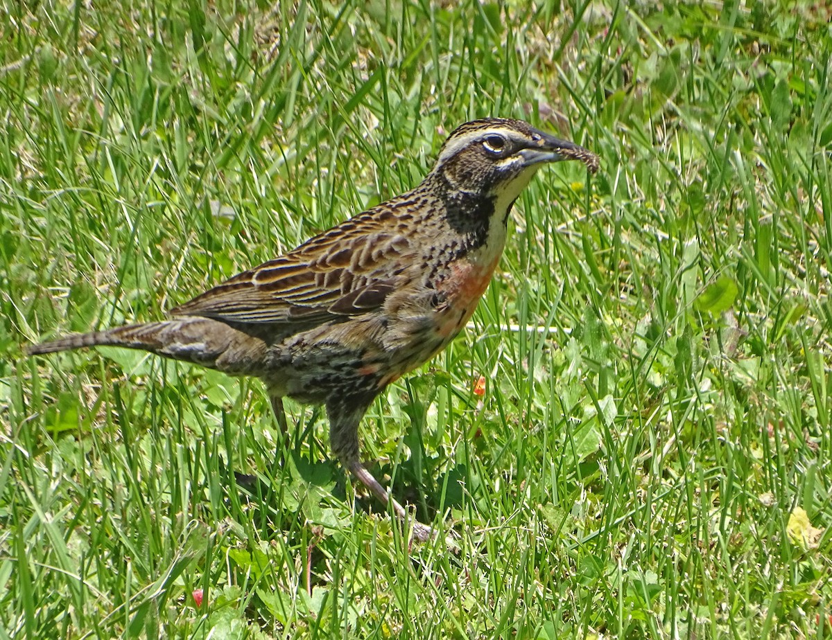 Long-tailed Meadowlark - ML611878235