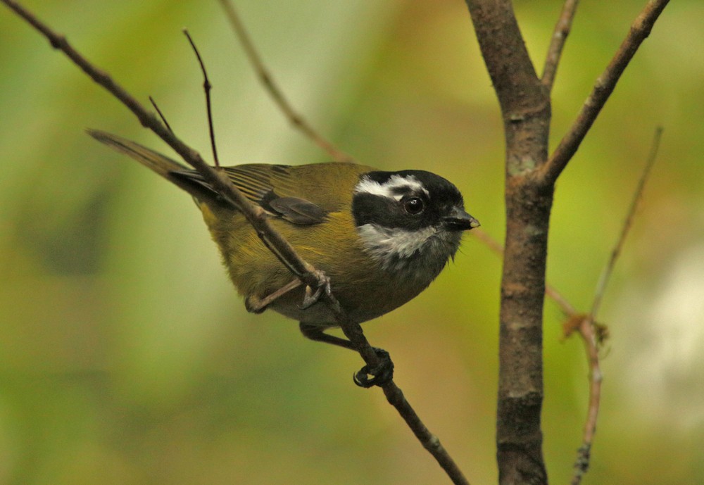 Sooty-capped Chlorospingus - ML611878290