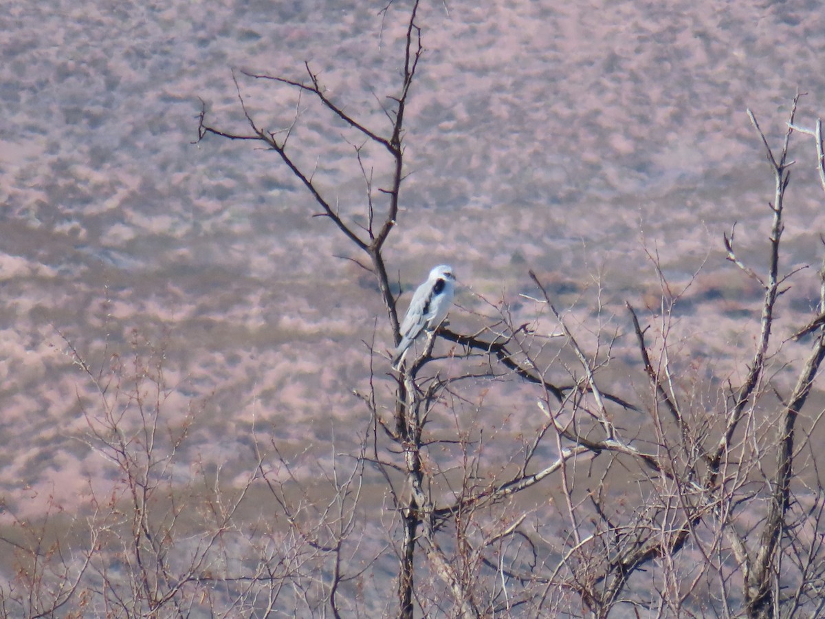 eBird Checklist 4 Dec 2023 Bosque del Apache NWRNorth Loop