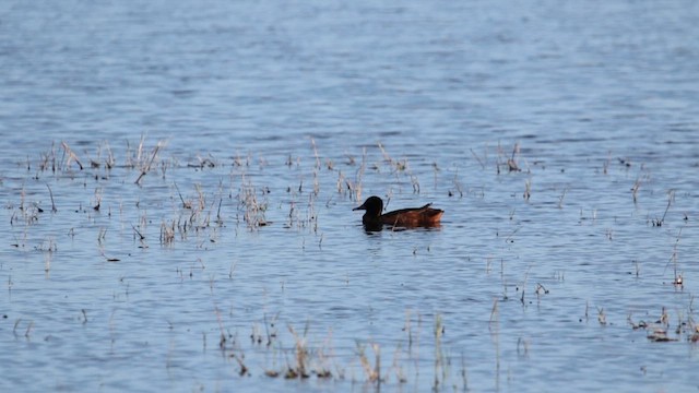 Black-headed Duck - ML611878813