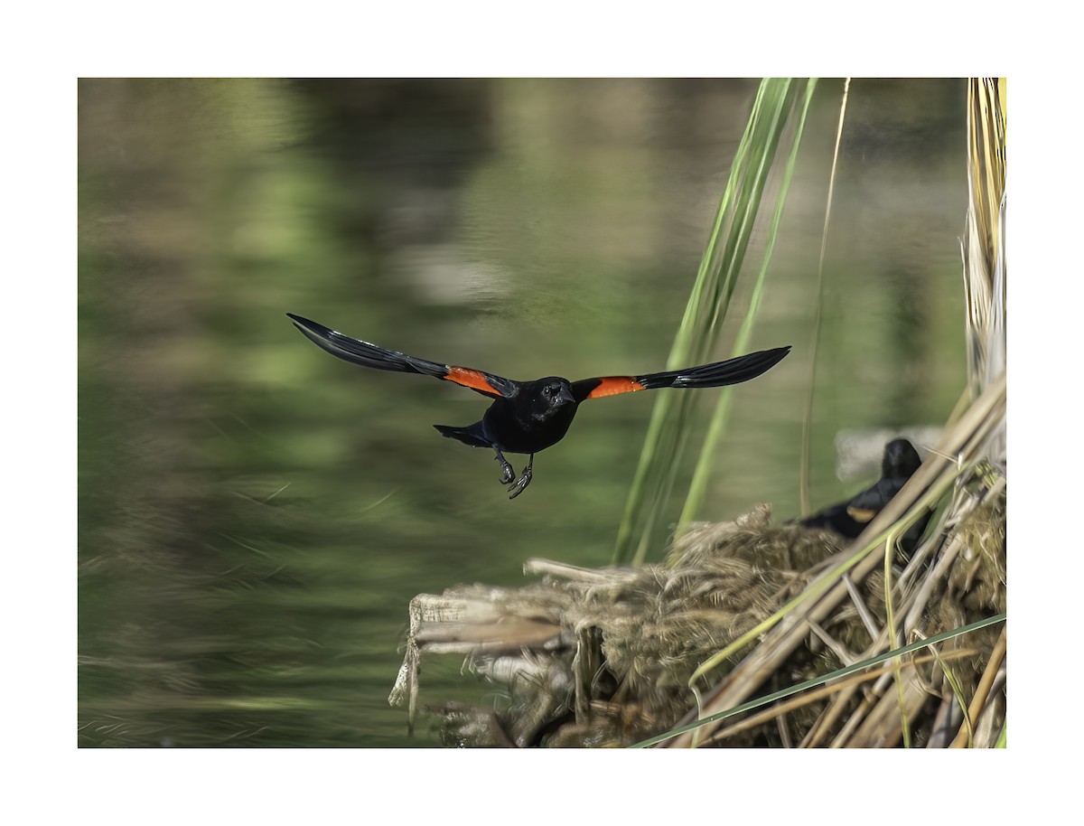Red-winged Blackbird - Robert Michaelson