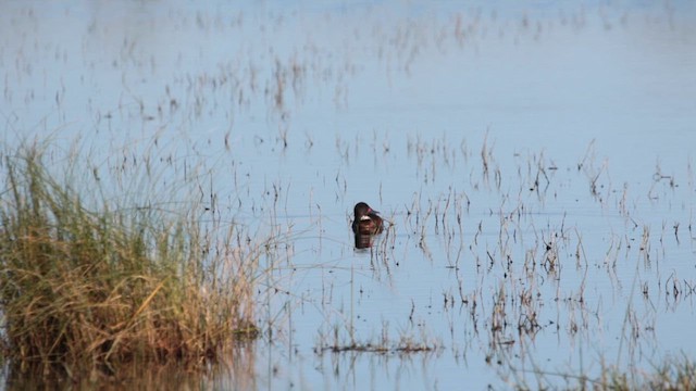 Black-headed Duck - ML611878945