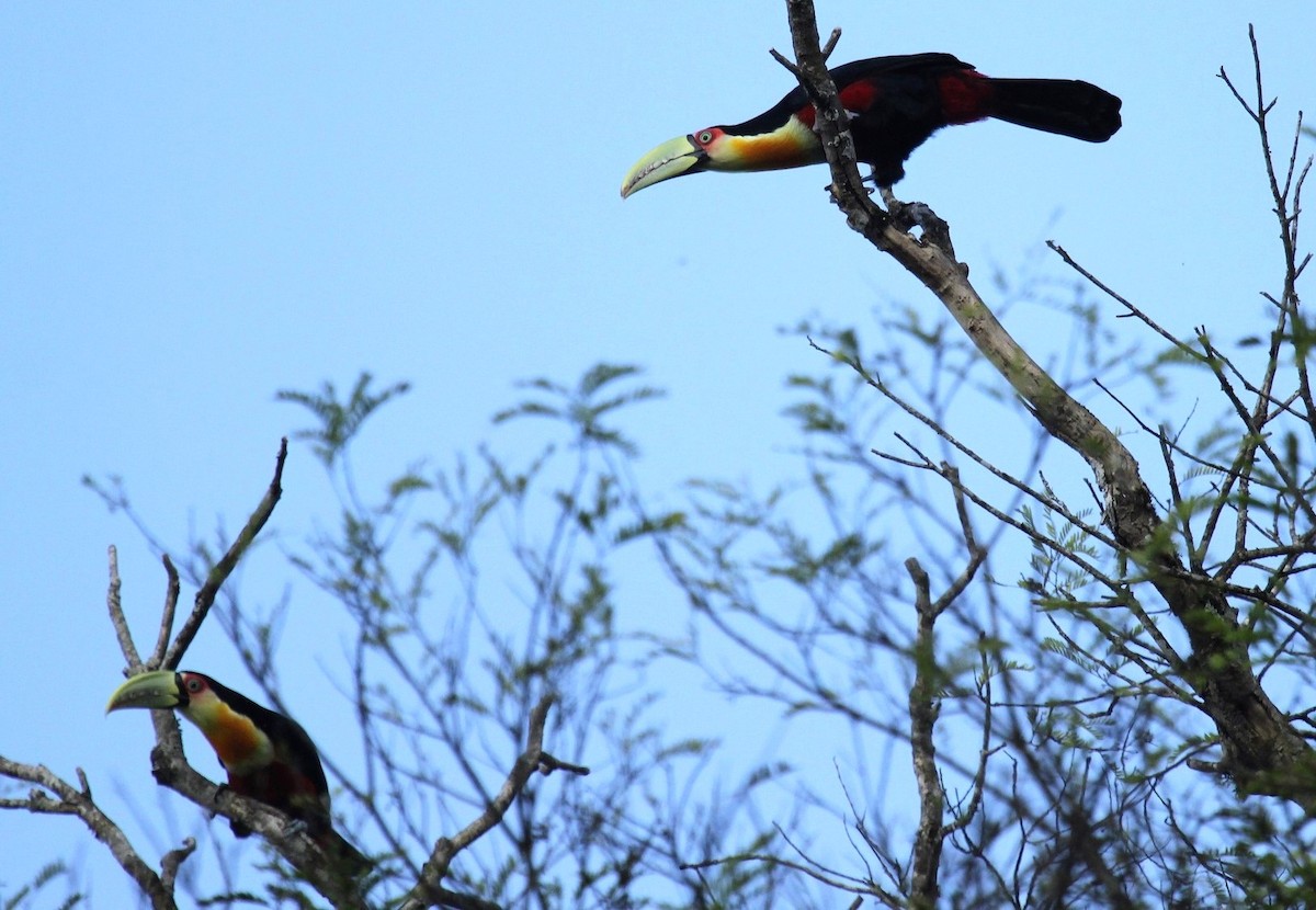 Red-breasted Toucan - ML611879117