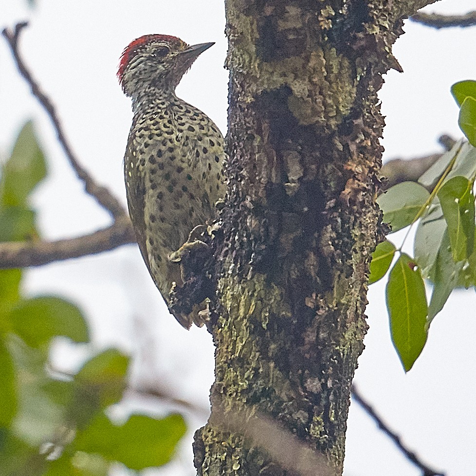 Green-backed Woodpecker - ML611879130