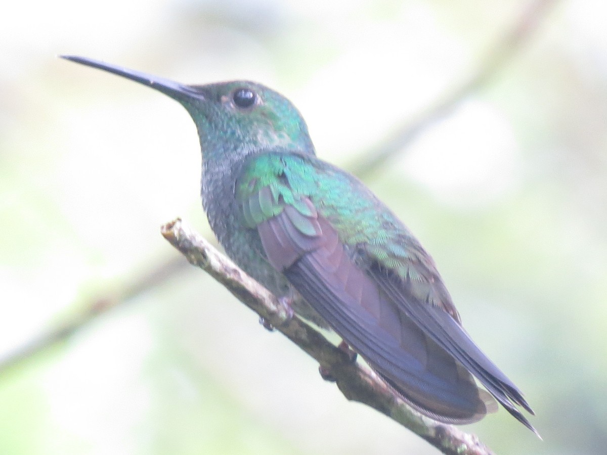 Rufous-tailed Hummingbird - ML611879182