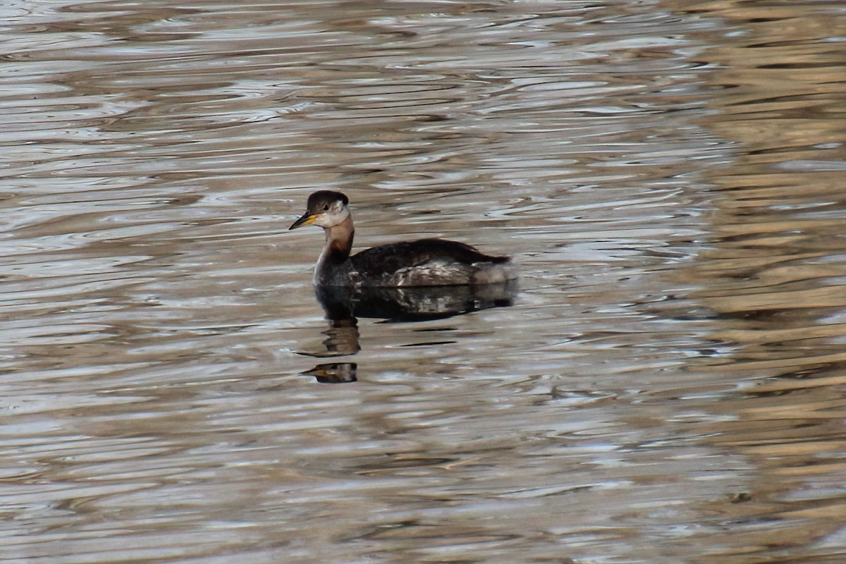 Red-necked Grebe - ML611879294