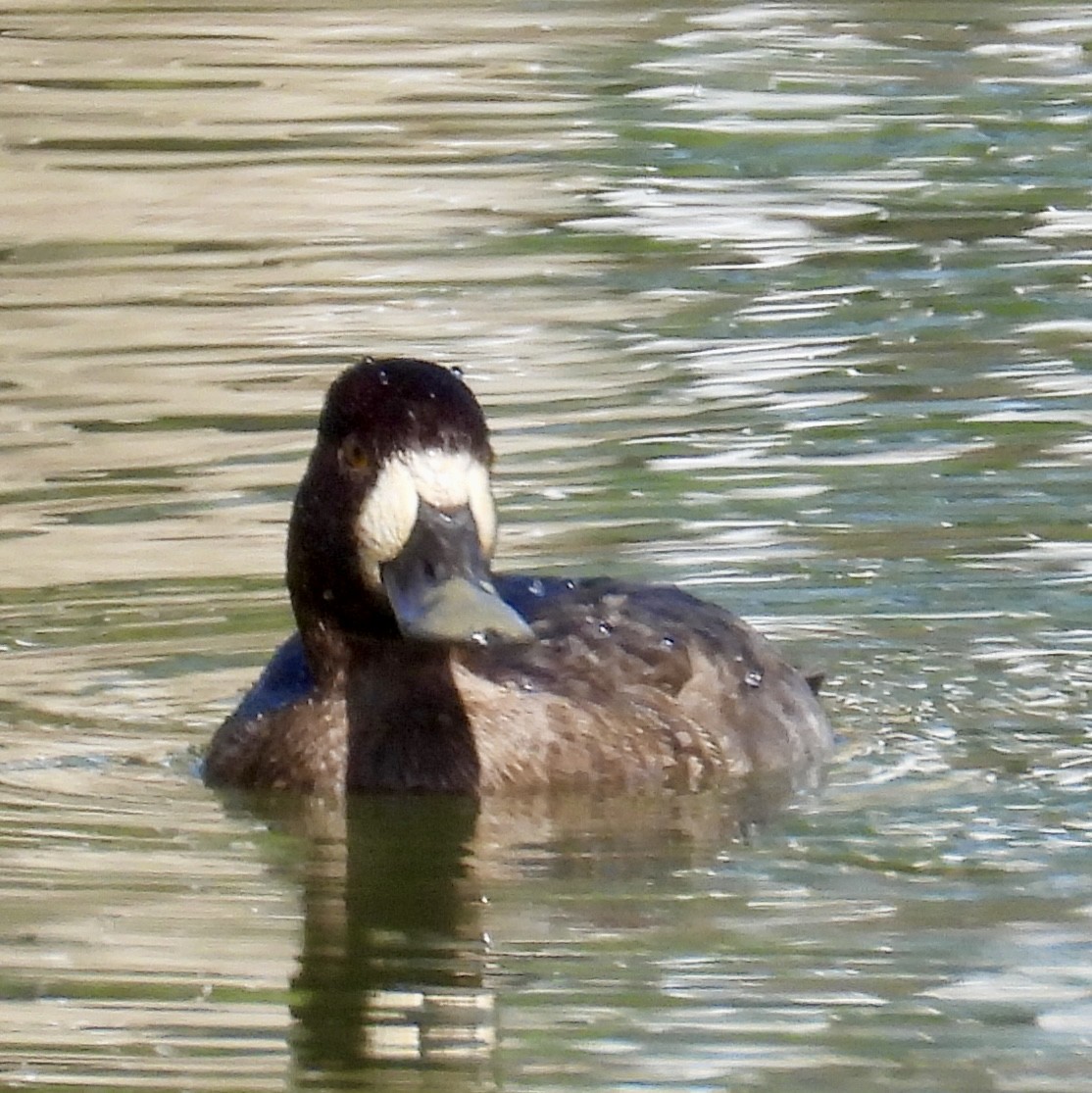Greater Scaup - ML611879339