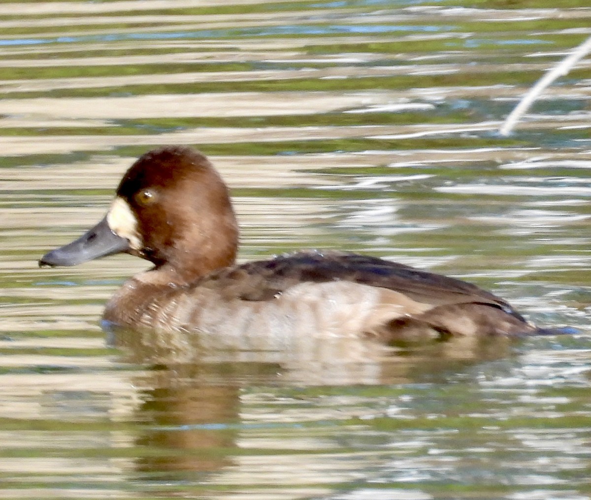 Greater Scaup - ML611879340