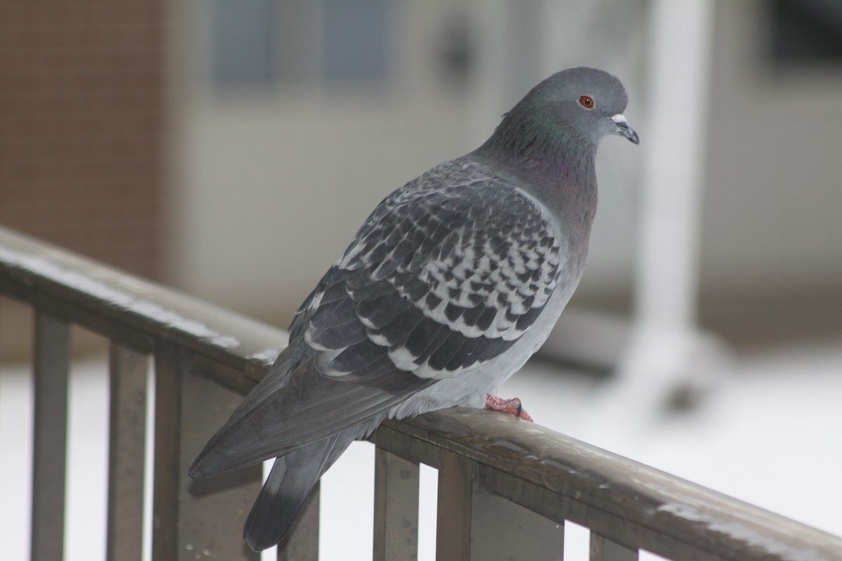 Rock Pigeon (Feral Pigeon) - ML611879757