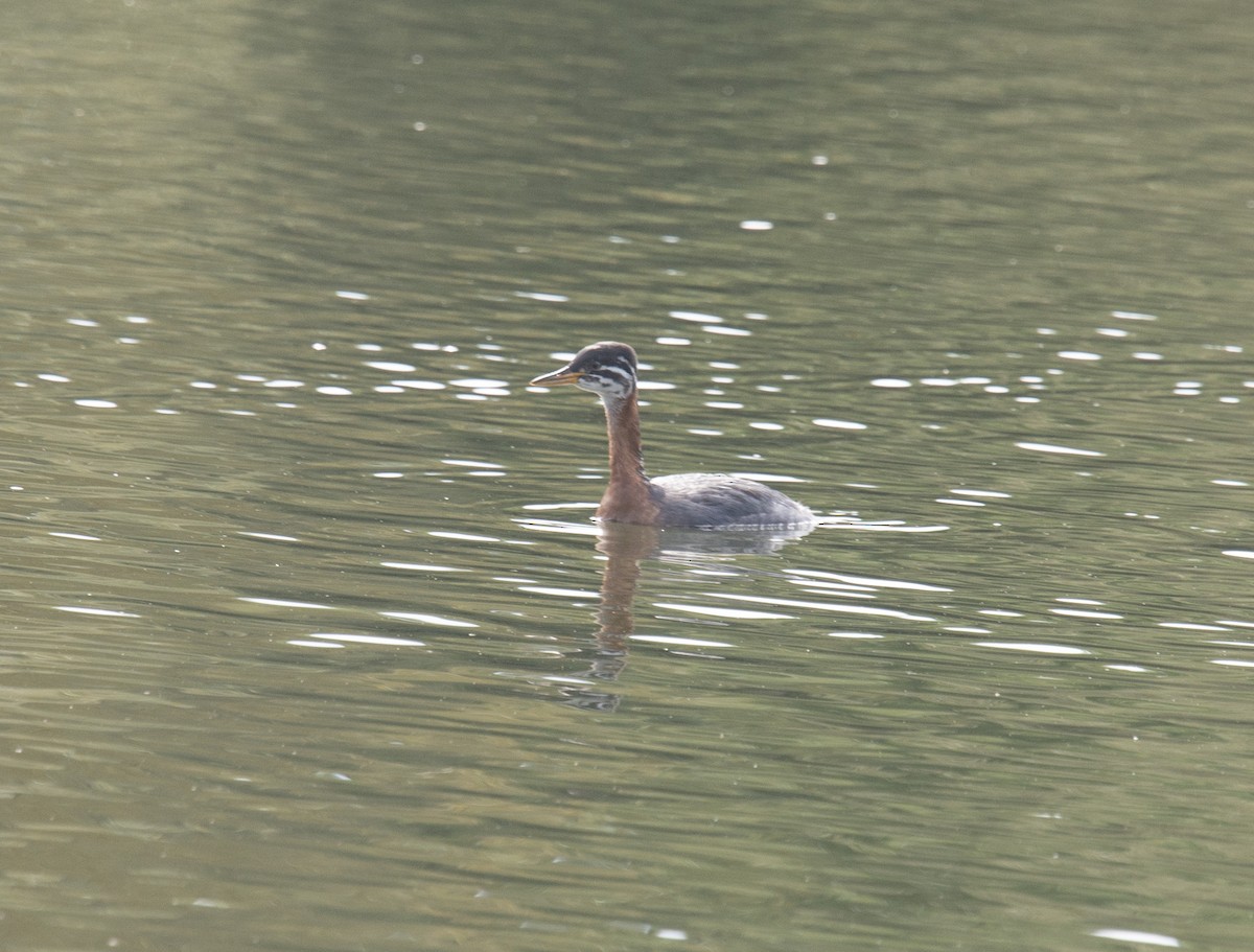 Red-necked Grebe - ML611880002