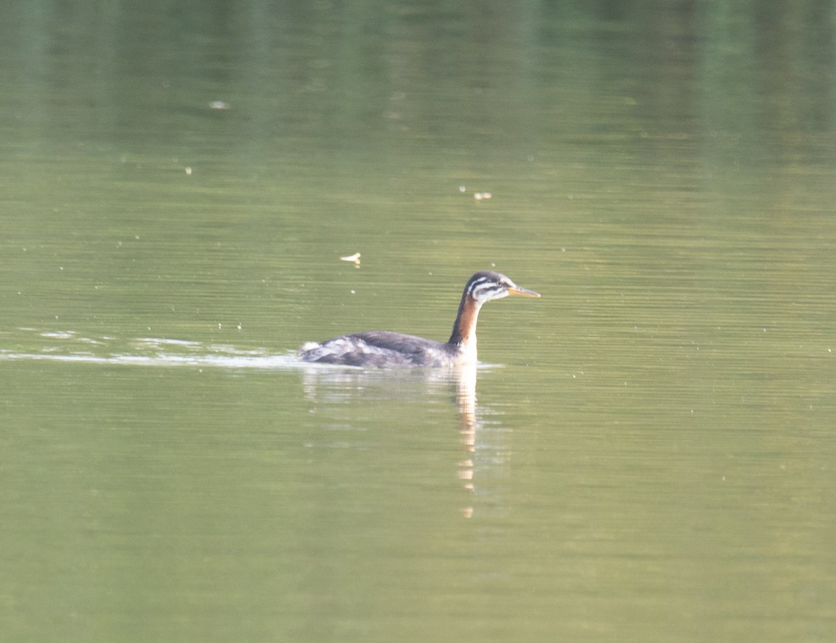 Red-necked Grebe - ML611880003