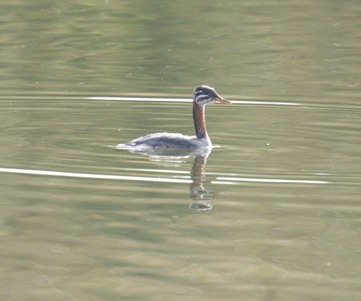 Red-necked Grebe - ML611880004