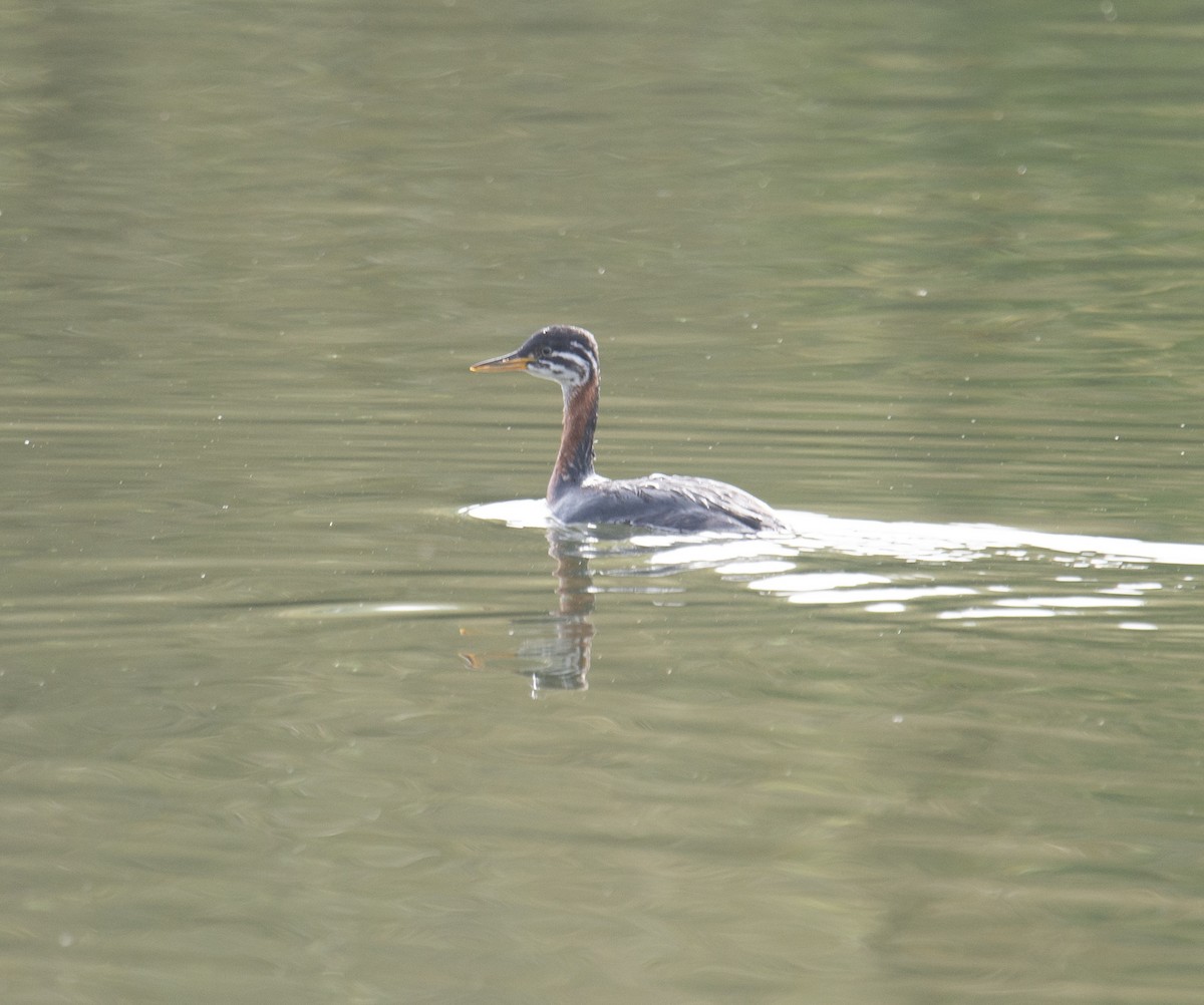 Red-necked Grebe - ML611880005