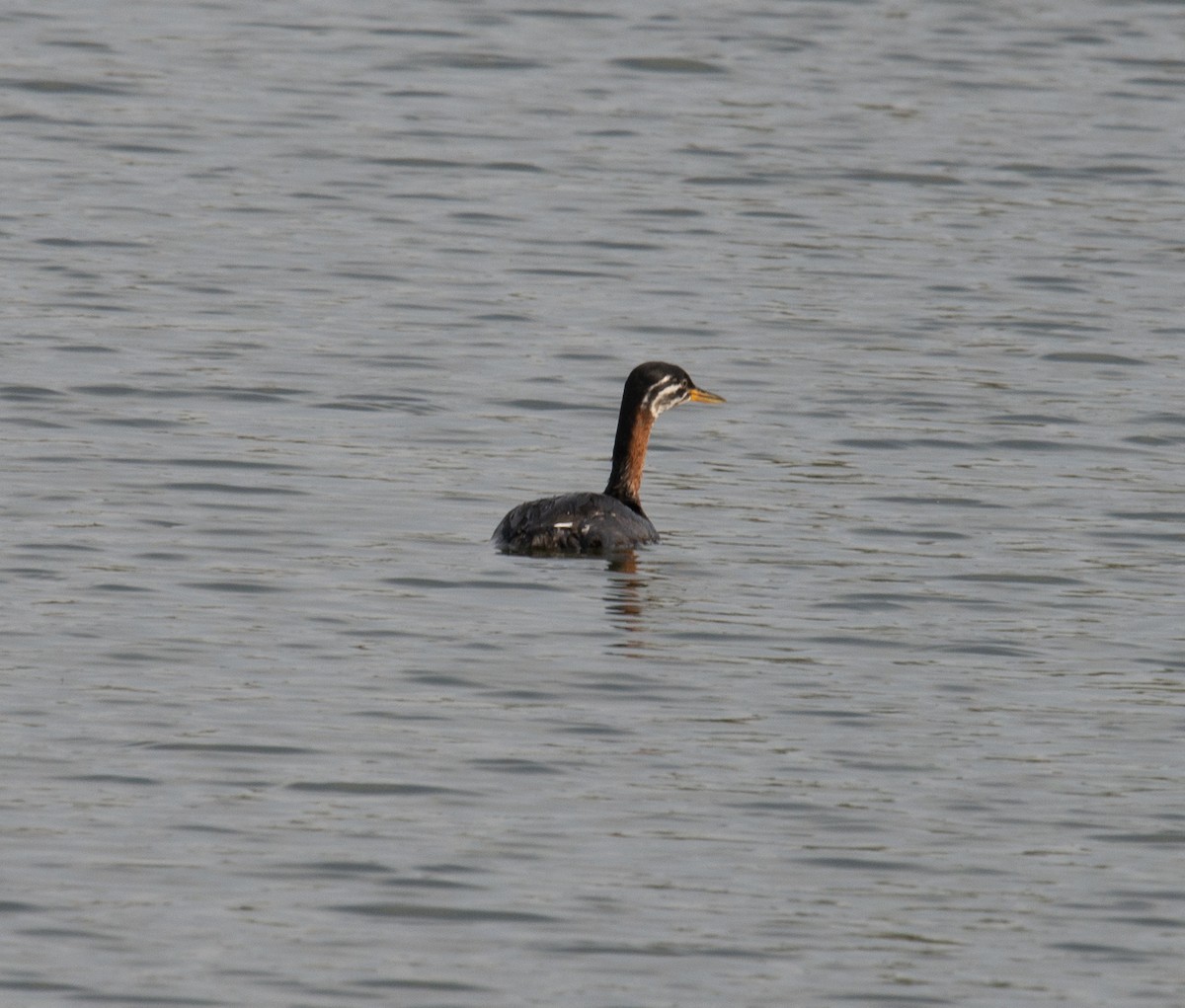 Red-necked Grebe - ML611880006