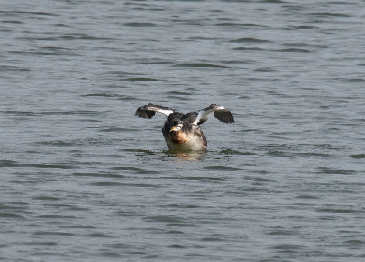 Red-necked Grebe - ML611880008