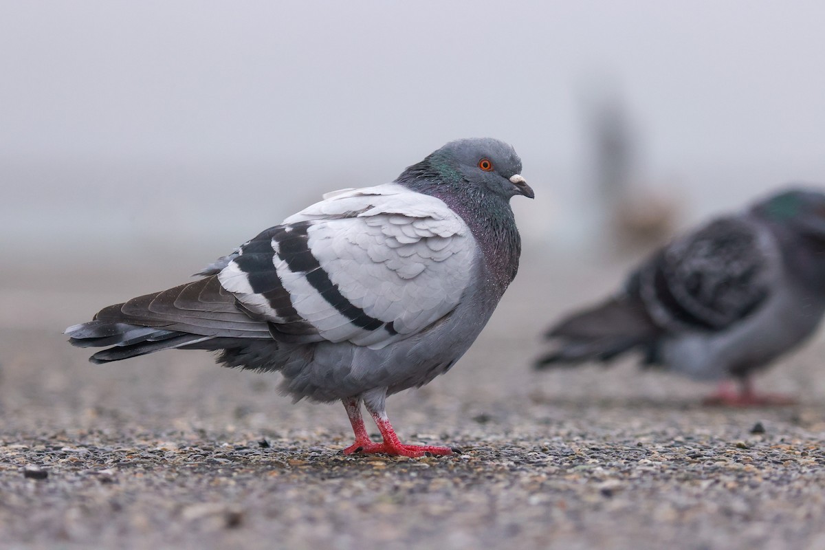 Rock Pigeon (Feral Pigeon) - ML611880011