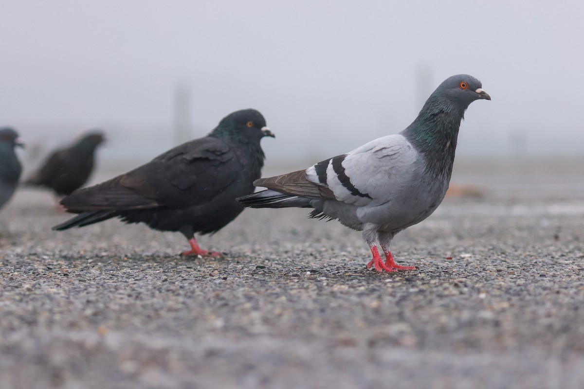 Rock Pigeon (Feral Pigeon) - ML611880012