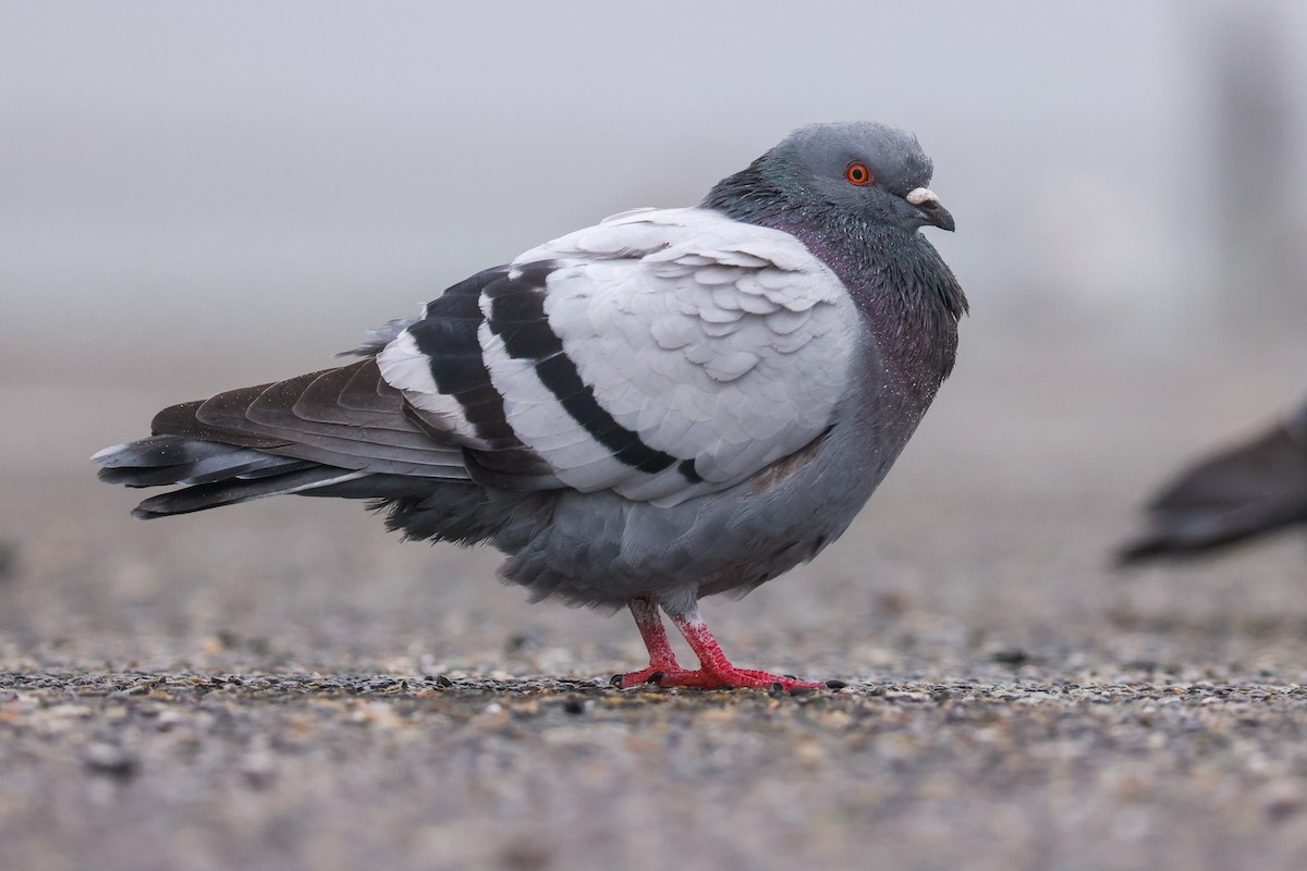 Rock Pigeon (Feral Pigeon) - ML611880013