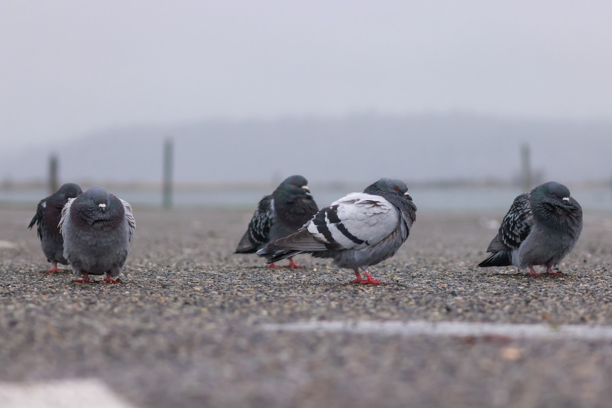 Rock Pigeon (Feral Pigeon) - ML611880014