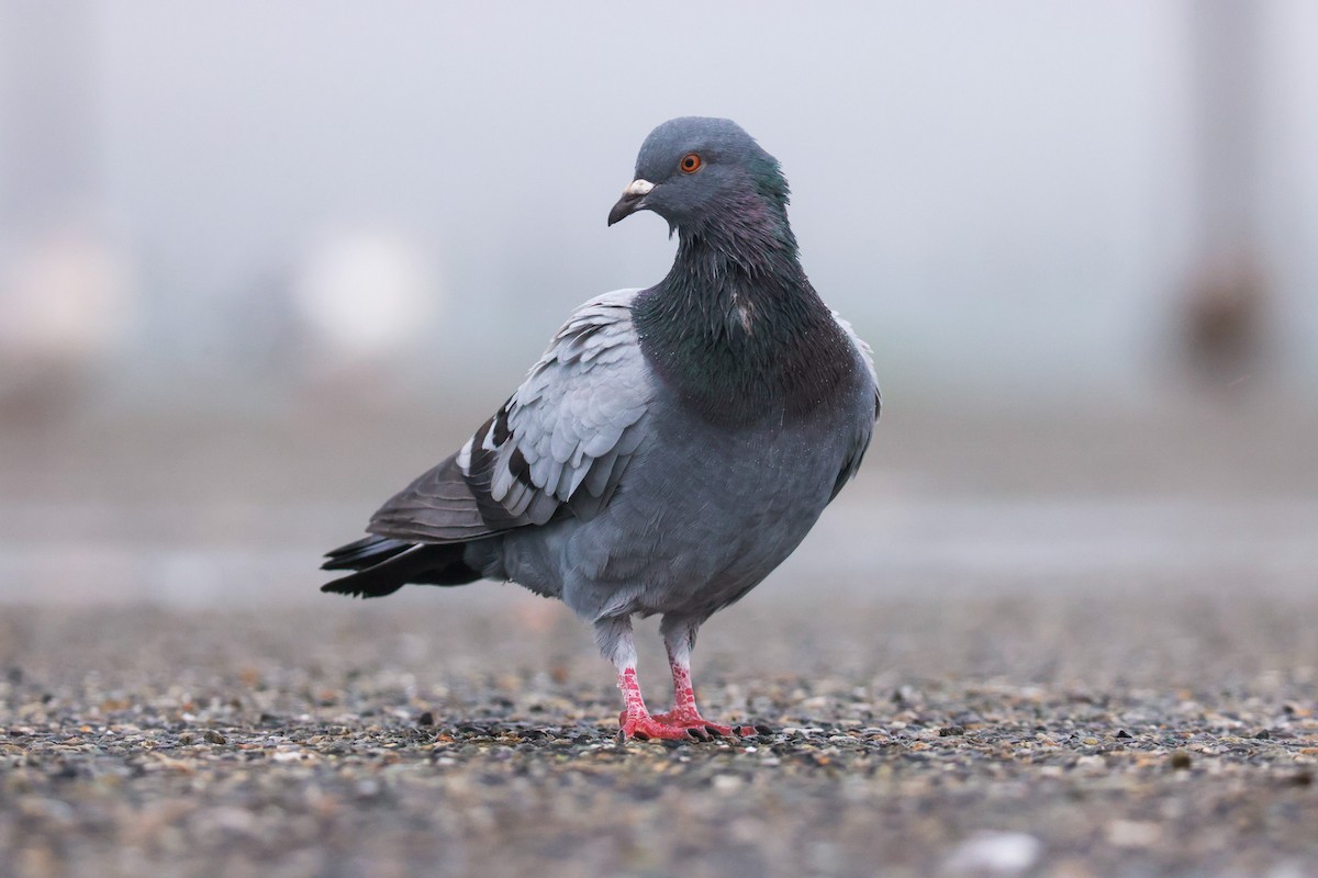 Rock Pigeon (Feral Pigeon) - ML611880017