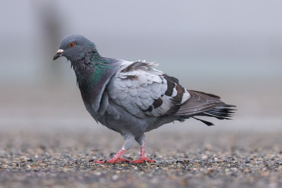 Rock Pigeon (Feral Pigeon) - ML611880019