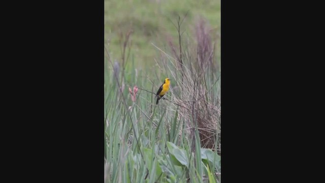 Saffron-cowled Blackbird - ML611880053