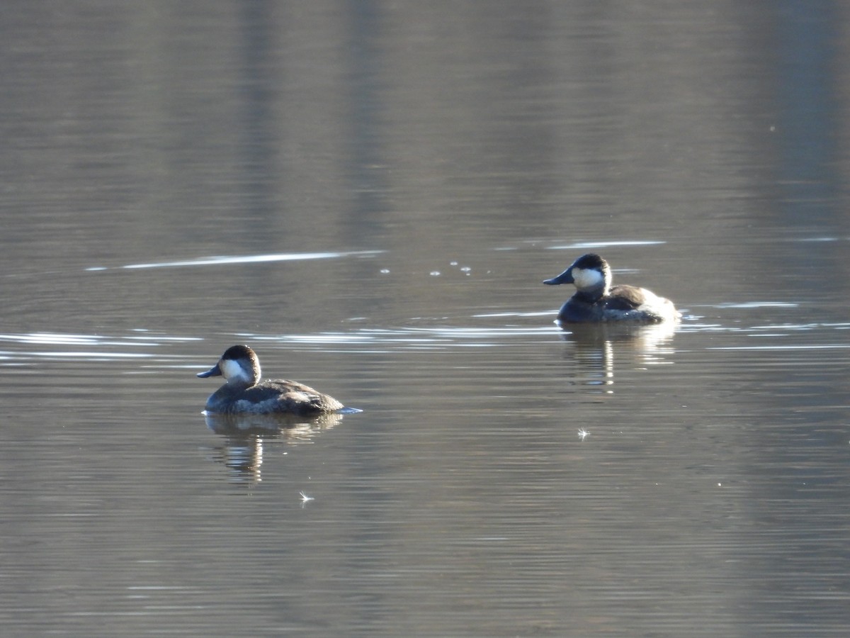 Ruddy Duck - ML611880314