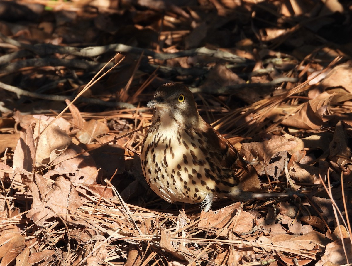 Brown Thrasher - ML611880371