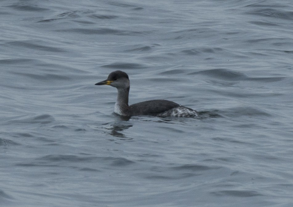 Red-necked Grebe - ML611880387