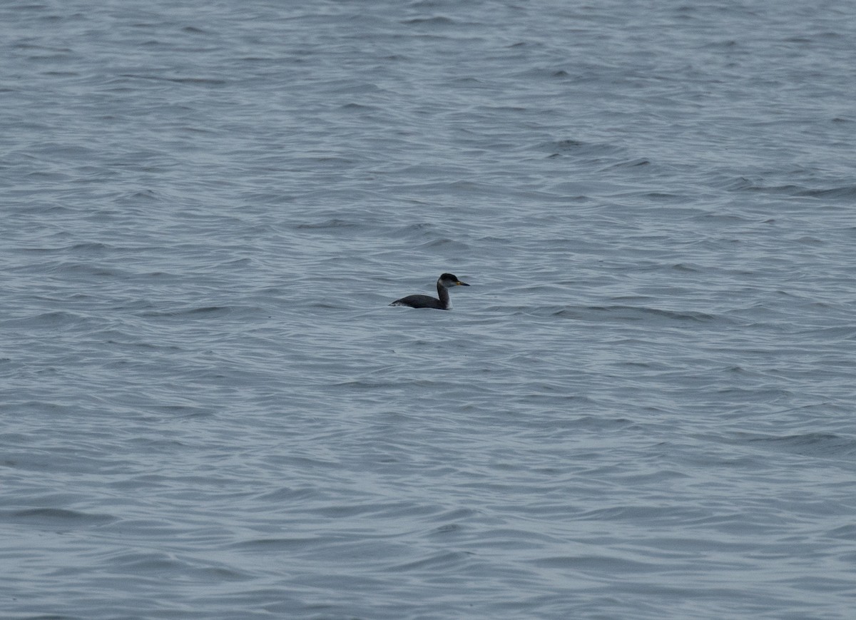 Red-necked Grebe - ML611880388