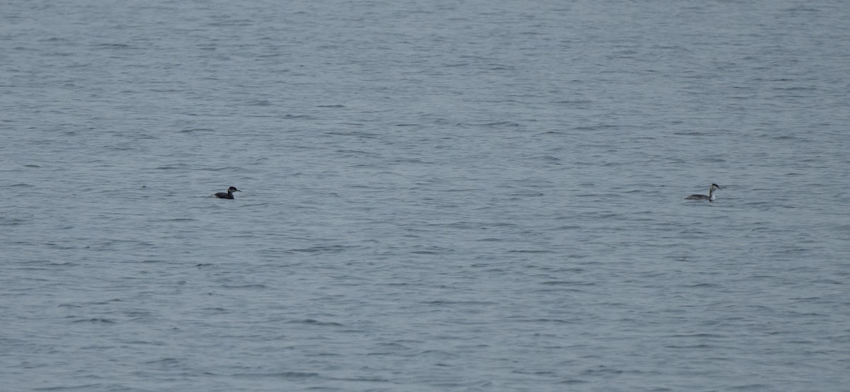 Red-necked Grebe - ML611880390