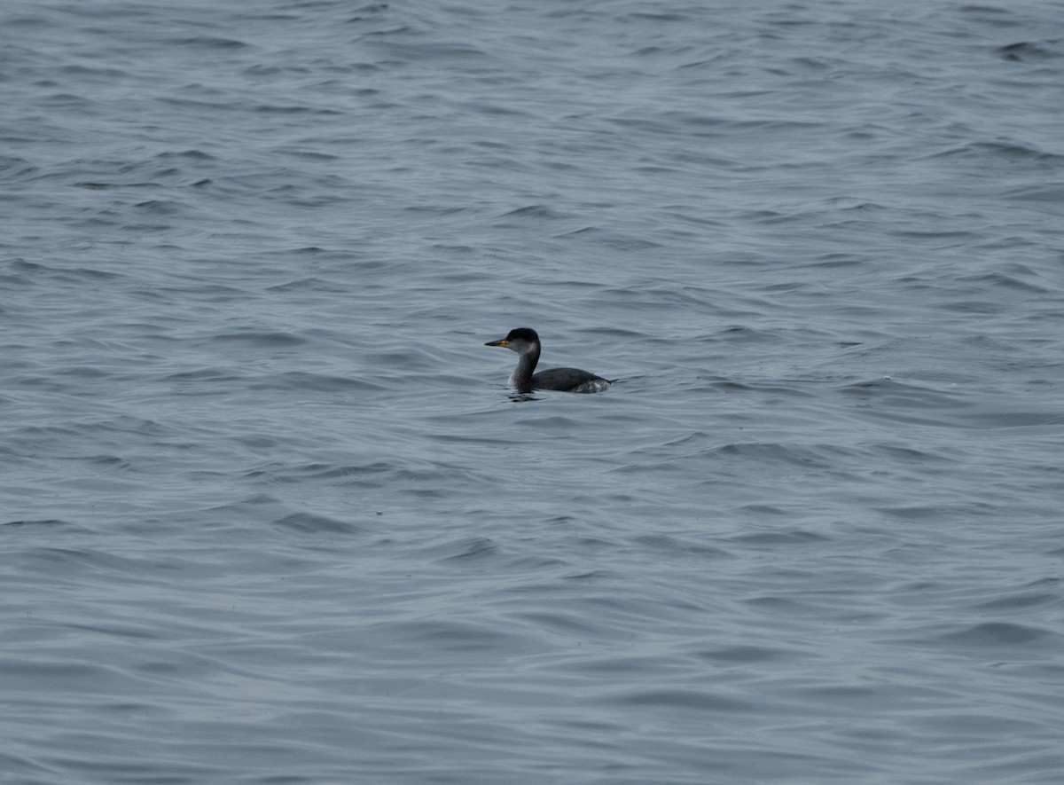 Red-necked Grebe - ML611880391