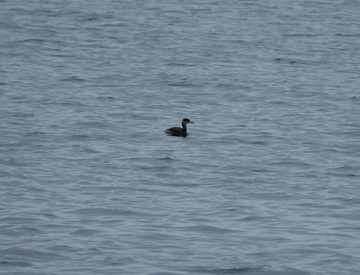 Red-necked Grebe - ML611880393