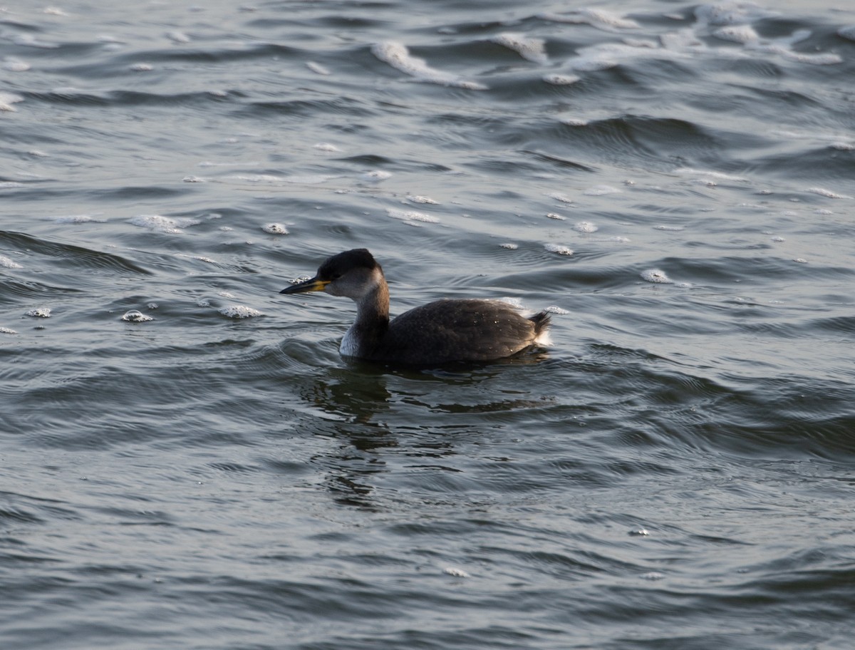 Red-necked Grebe - ML611880410