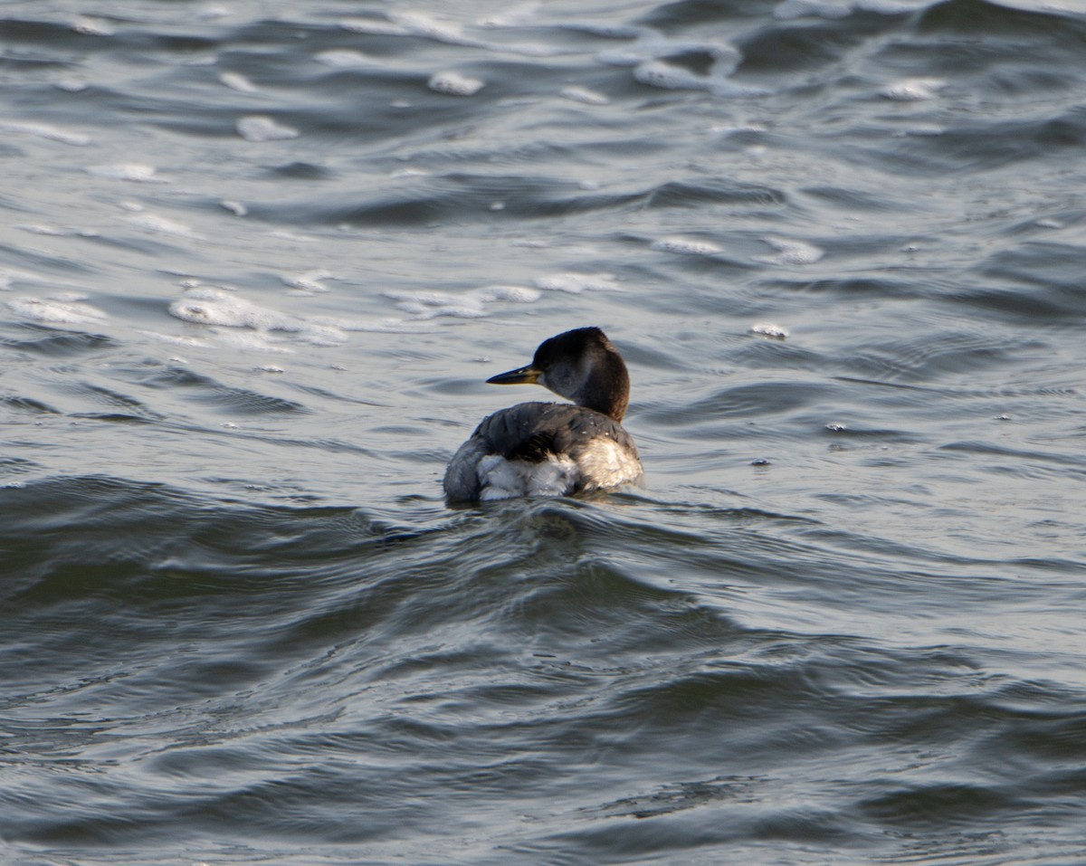 Red-necked Grebe - ML611880411